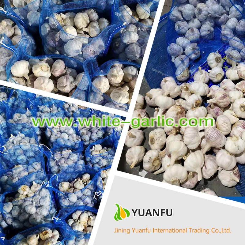garlic sellers garlic sellers